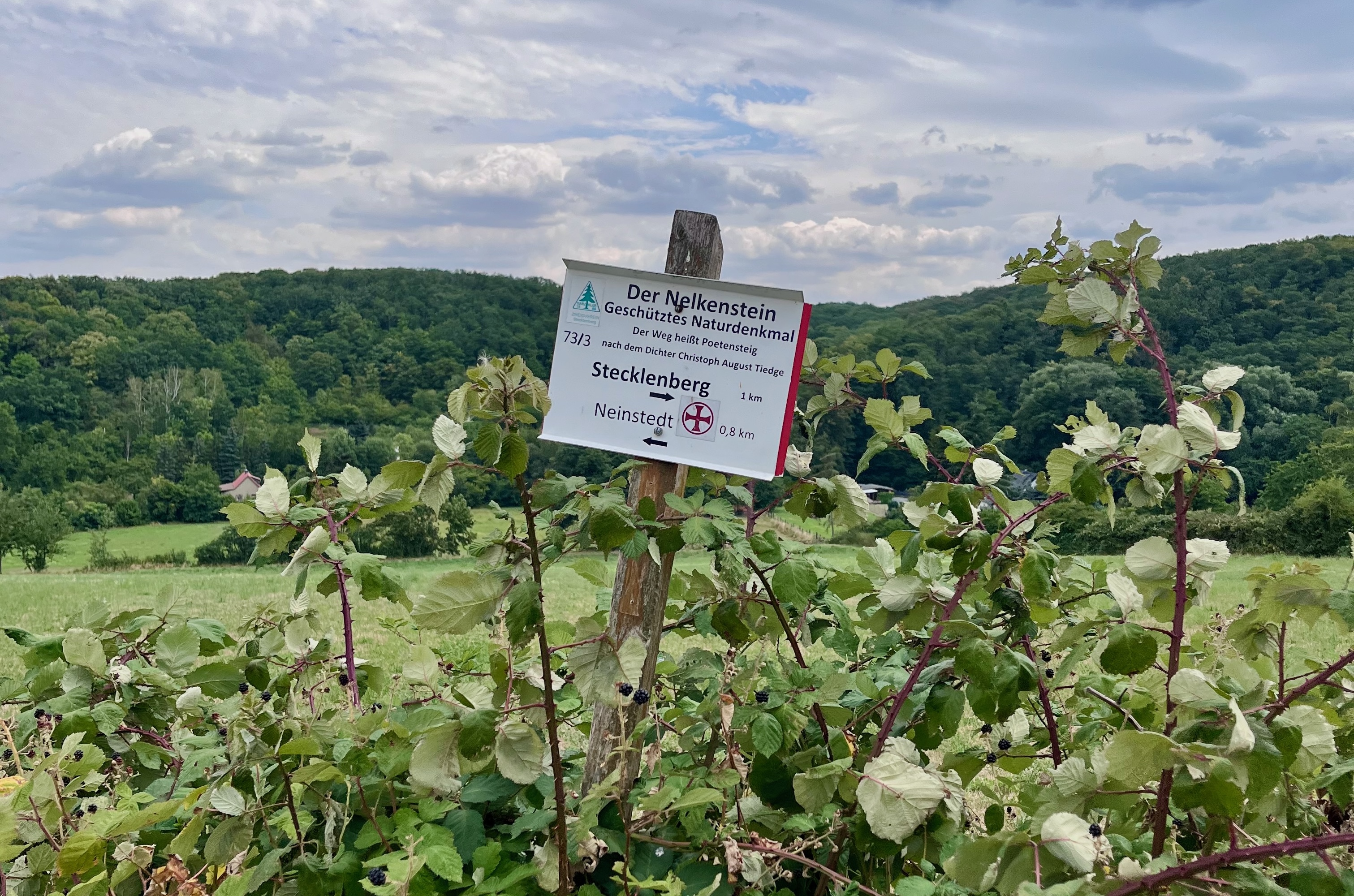 Brombeeren am Wegweiser zum Nelkenstein
